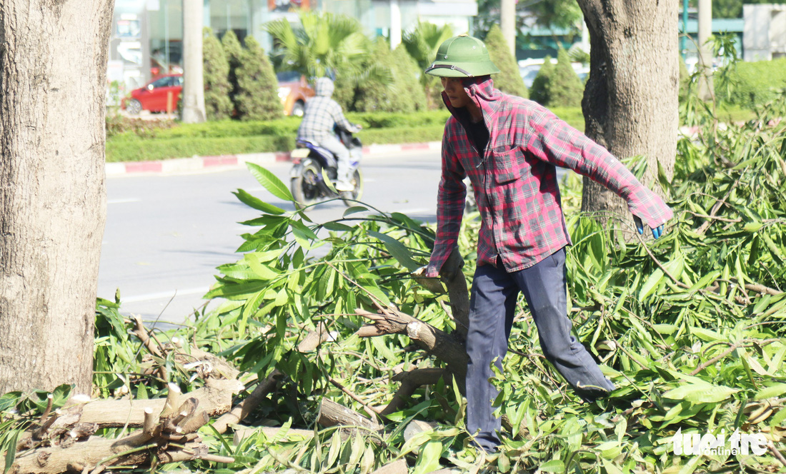 Hàng loạt cây xanh thành phố Vinh bị vặt trụi trong nắng nóng 40 độ - Ảnh 3.
