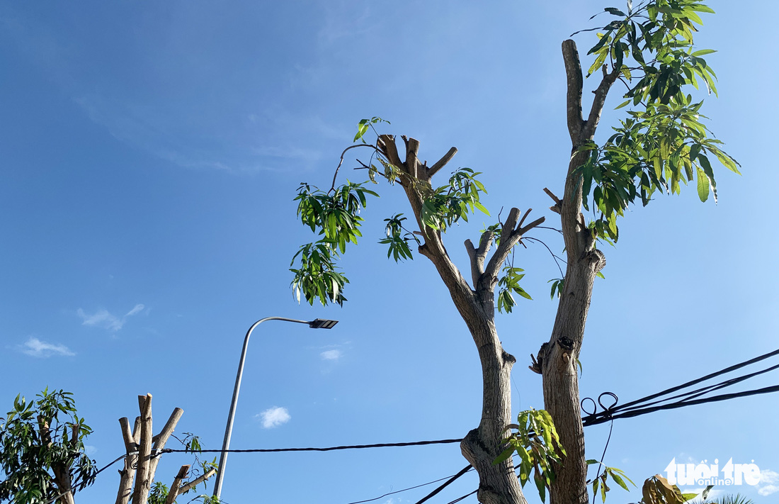 Hàng loạt cây xanh thành phố Vinh bị vặt trụi trong nắng nóng 40 độ - Ảnh 11.
