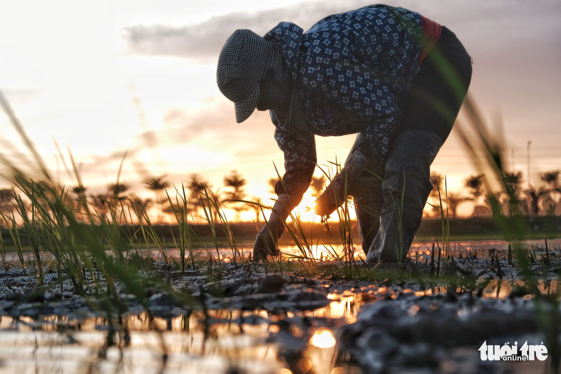 Tránh nắng nóng 40 độ, nông dân Hà Nội đi cấy lúa từ giữa khuya - Ảnh 7.