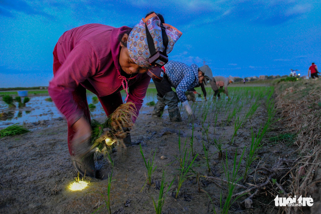 Tránh nắng nóng 40 độ, nông dân Hà Nội đi cấy lúa từ giữa khuya - Ảnh 1.