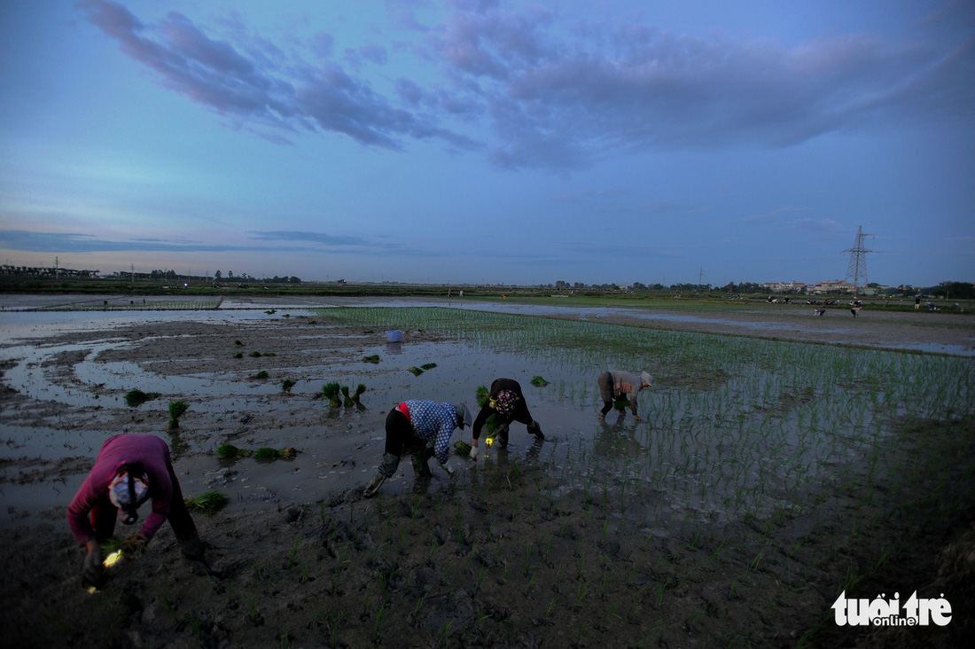 Tránh nắng nóng 40 độ, nông dân Hà Nội đi cấy lúa từ giữa khuya - Ảnh 2.