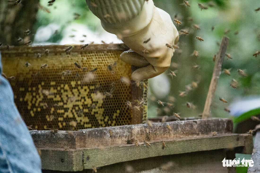 Một ngày theo chân gia đình gần 30 năm nuôi ong lấy mật - Ảnh 5.