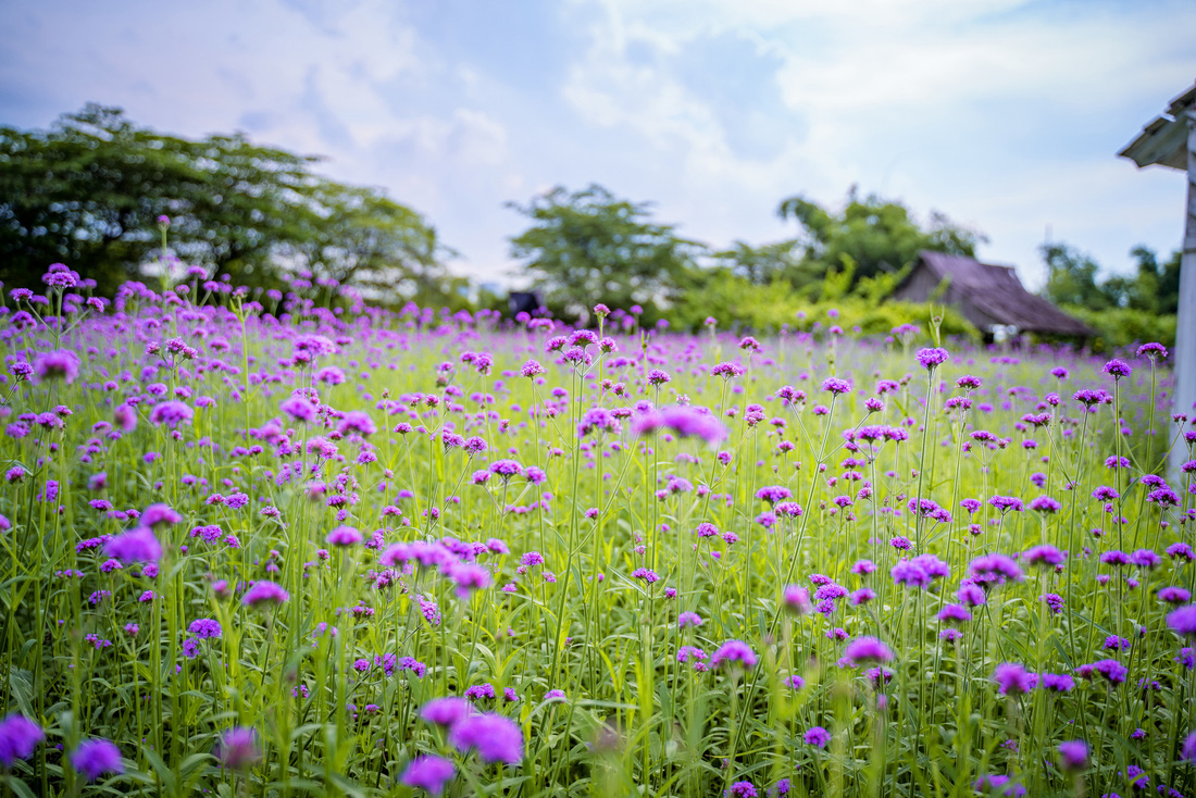 Cánh đồng hoa oải hương thảo đầu tiên tại Hà Nội hút hồn du khách - Ảnh 2.
