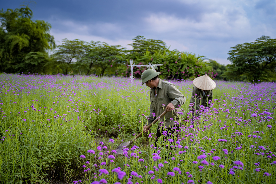 Cánh đồng hoa oải hương thảo đầu tiên tại Hà Nội hút hồn du khách - Ảnh 8.