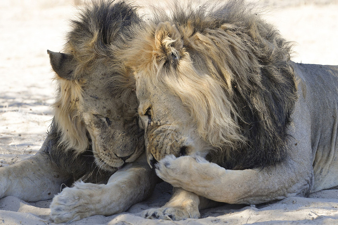 Ảnh động vật vui nhộn: Sư tử tám chuyện, mẹ con voi cười tít mắt giữa đầm hoa - Ảnh 2.