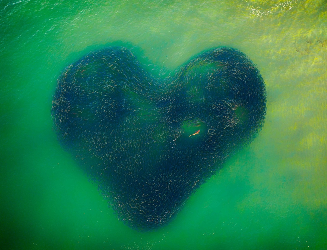 Ảnh đàn cá bơi thành hình trái tim đoạt giải Bức ảnh của năm chụp bằng flycam - Ảnh 1.