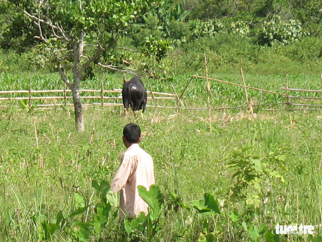 11 hậu duệ bò tót rừng ở Ninh Thuận... kêu cứu - Ảnh 5.