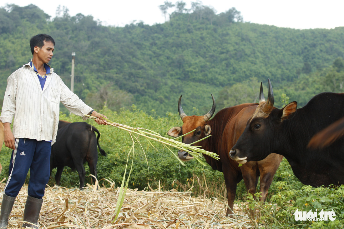 Chỉ 100 triệu đồng/tháng thôi sẽ cứu được hậu duệ bò tót Ninh Thuận - Ảnh 8.