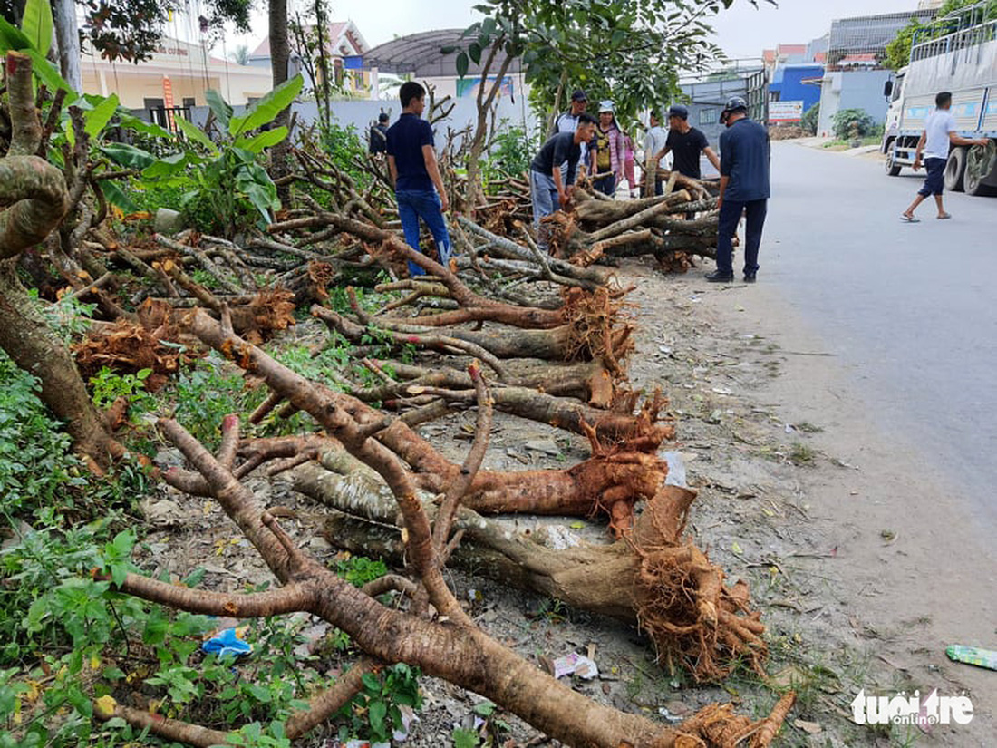 Đào từ vùng cao né chỉ thị Thủ tướng, ồ ạt chạy về Hải Phòng - Ảnh 7.