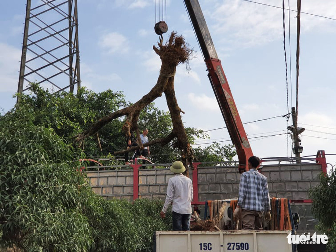 Đào từ vùng cao né chỉ thị Thủ tướng, ồ ạt chạy về Hải Phòng - Ảnh 3.