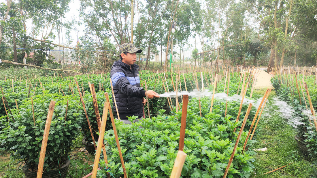 Người trồng hoa tết ở Quảng Nam phấn khởi vì được mùa, được giá - Ảnh 4.