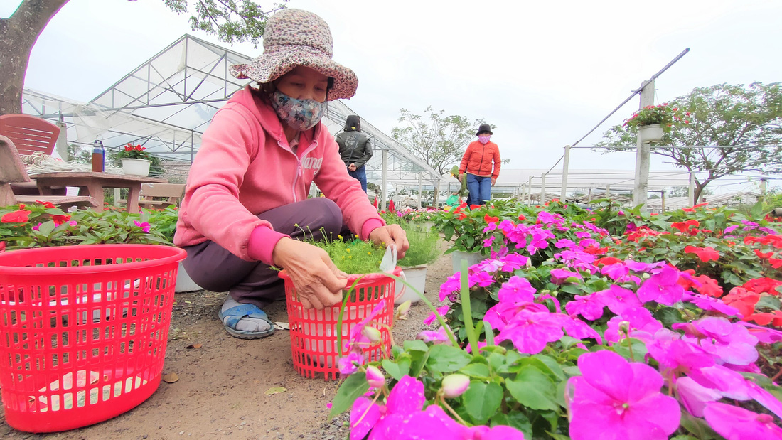 Người trồng hoa tết ở Quảng Nam phấn khởi vì được mùa, được giá - Ảnh 5.
