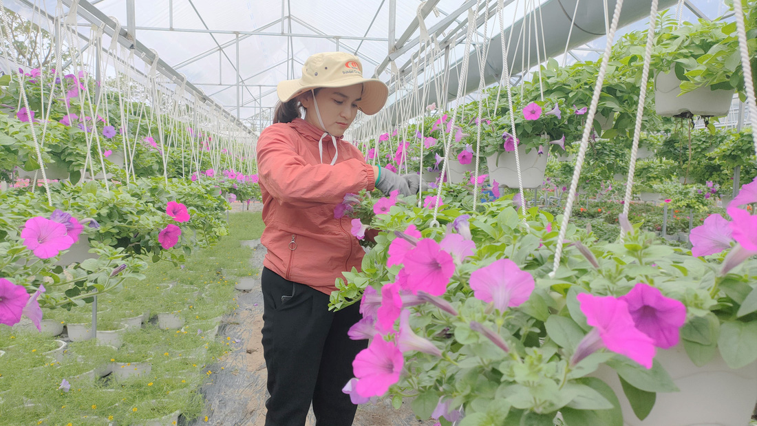 Người trồng hoa tết ở Quảng Nam phấn khởi vì được mùa, được giá - Ảnh 3.
