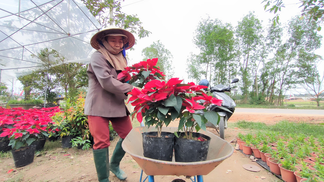 Người trồng hoa tết ở Quảng Nam phấn khởi vì được mùa, được giá - Ảnh 6.