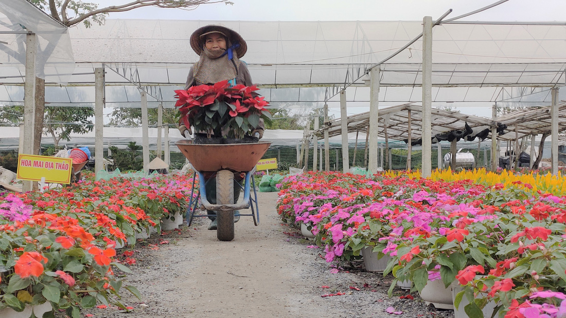 Người trồng hoa tết ở Quảng Nam phấn khởi vì được mùa, được giá - Ảnh 2.