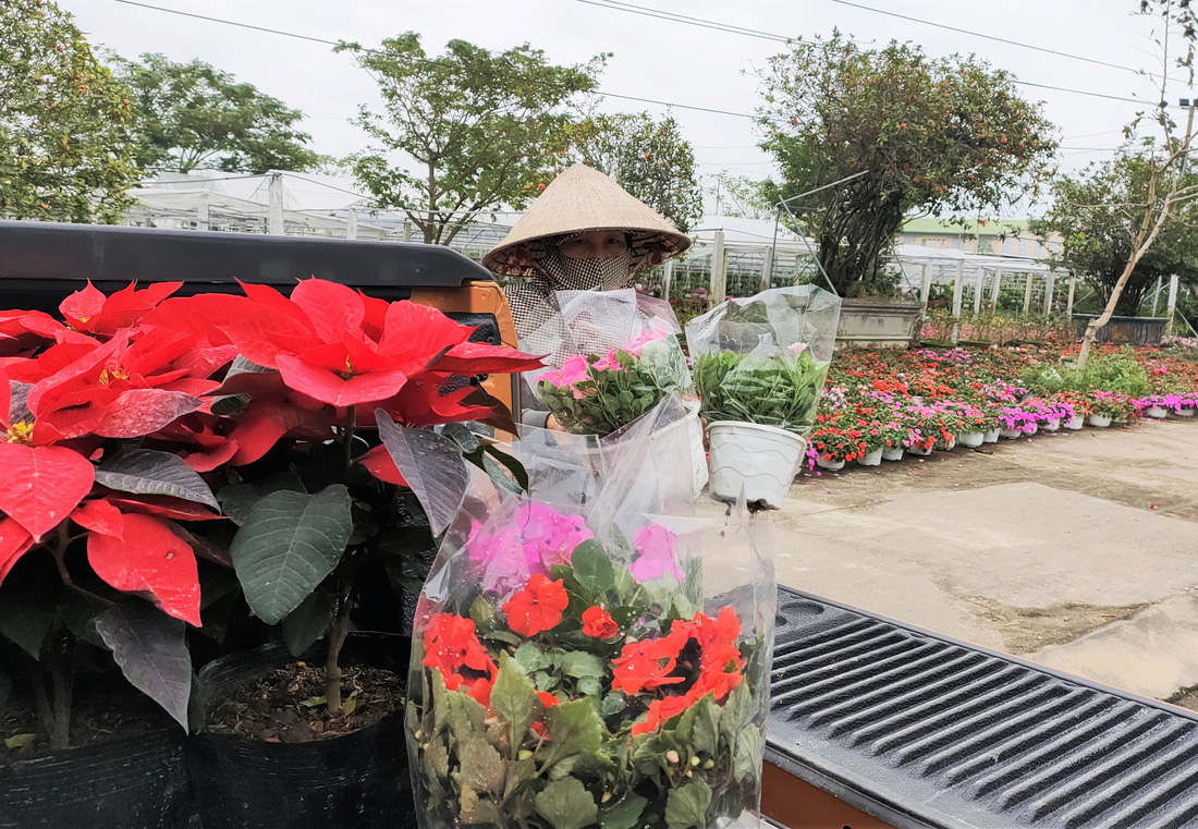 Người trồng hoa tết ở Quảng Nam phấn khởi vì được mùa, được giá - Ảnh 7.