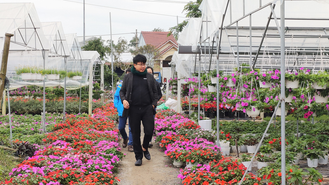 Người trồng hoa tết ở Quảng Nam phấn khởi vì được mùa, được giá - Ảnh 8.