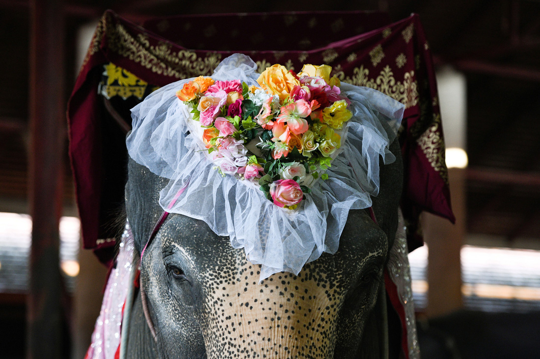 52 cặp đôi Thái làm đám cưới trên lưng voi vào ngày Lễ tình nhân - Ảnh 5.