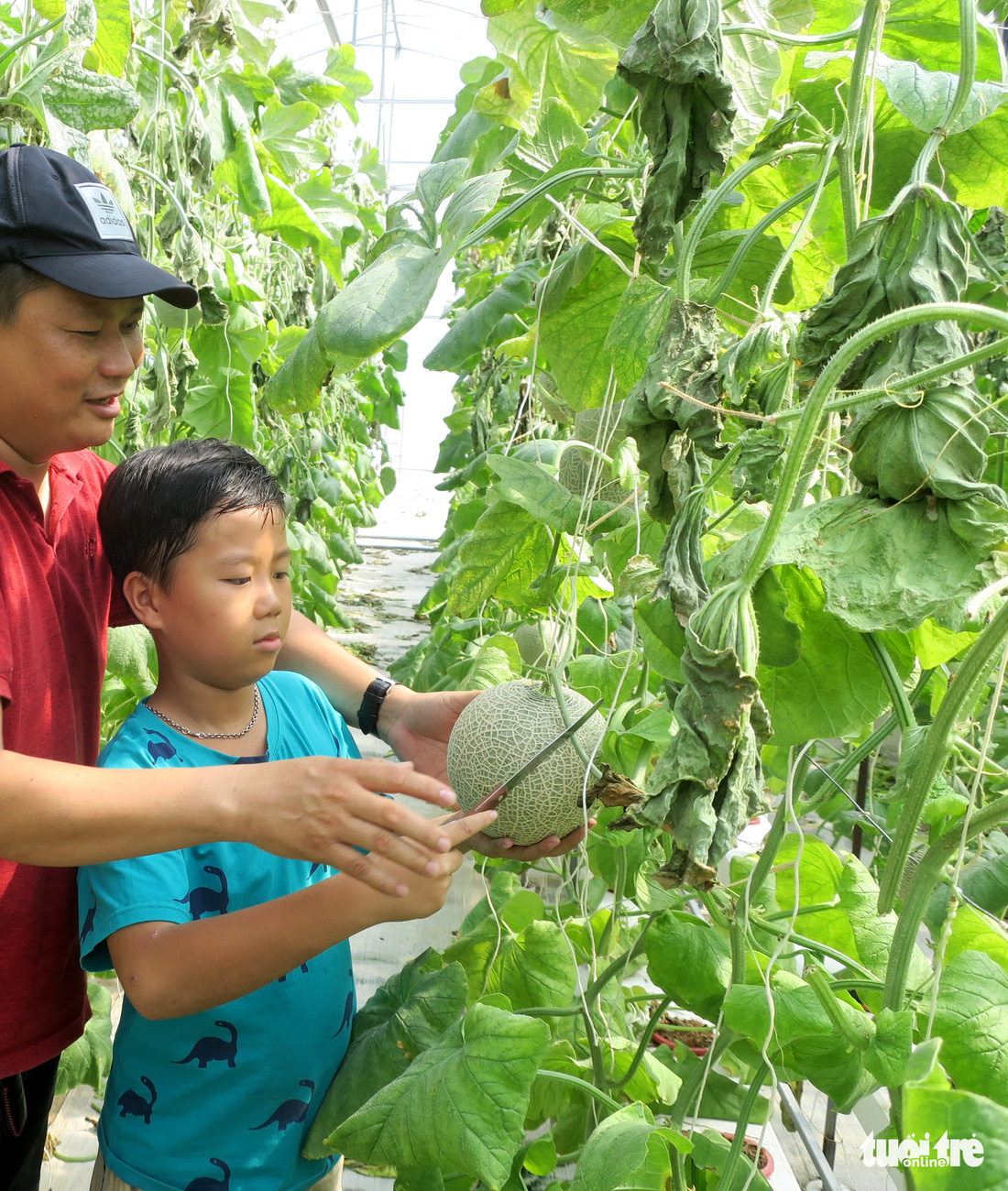 Chú ơi, sao cây chỉ có một trái? - Ảnh 8.