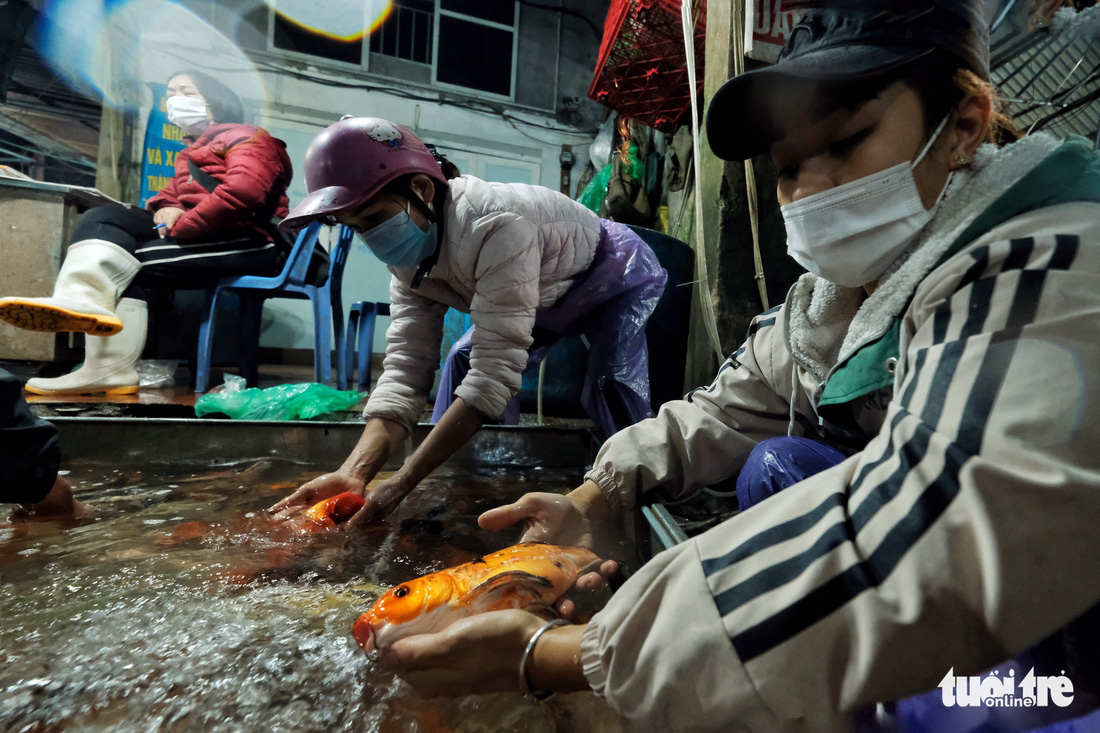 Khan hàng, cá chép tăng giá gấp ba trong ngày cúng ông Công, ông Táo - Ảnh 2.