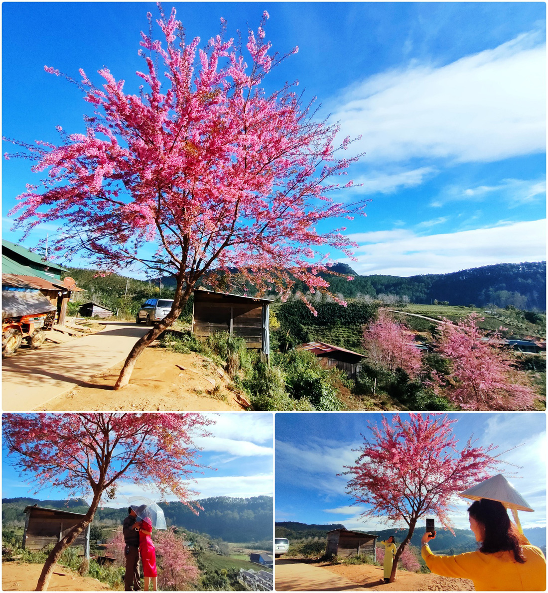 Ngôi làng rực rỡ hoa đào ở Lâm Đồng qua ống kính OPPO Reno5 - Ảnh 7.
