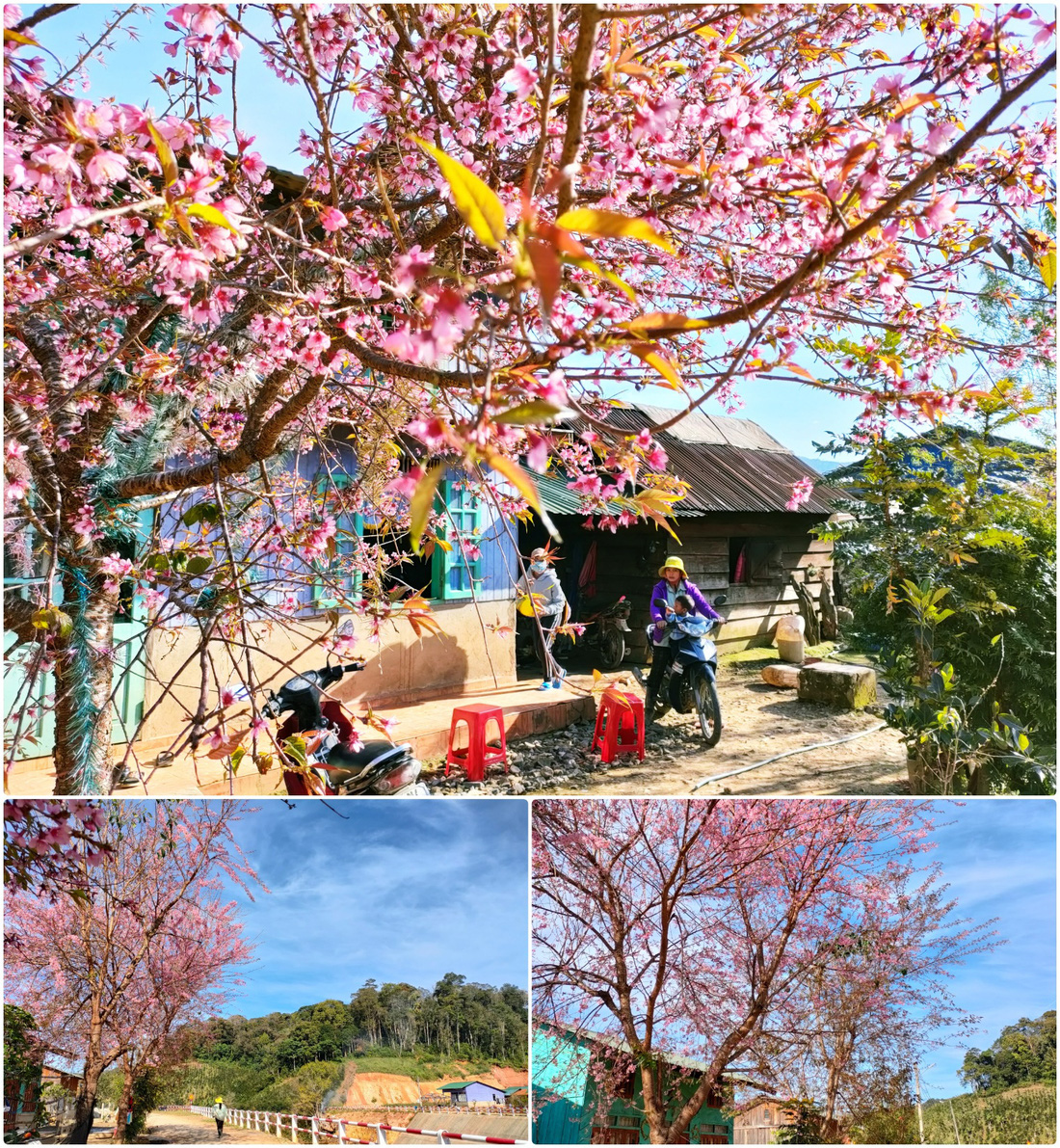 Ngôi làng rực rỡ hoa đào ở Lâm Đồng qua ống kính OPPO Reno5 - Ảnh 8.