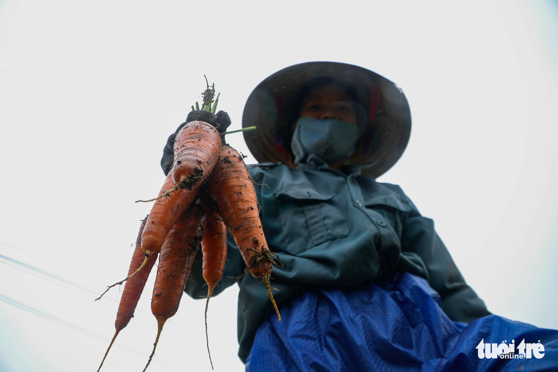 Dân Cẩm Giàng phấn khởi vì cà rốt được mùa, giá tốt bất chấp dịch COVID-19 - Ảnh 4.