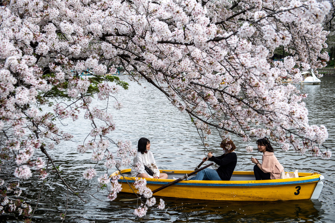 Hoa anh đào Nhật nở rộ bất thường: Vẻ đẹp tiềm ẩn hiểm họa - Ảnh 2.