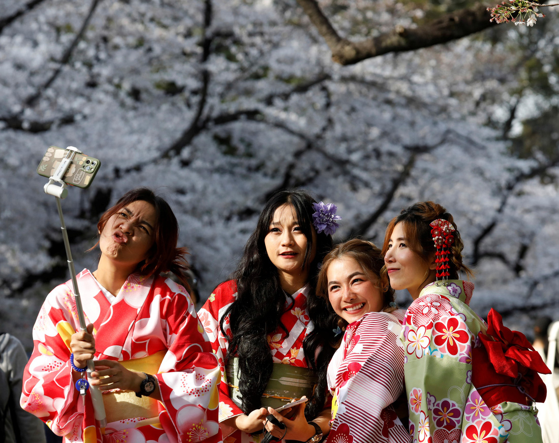 Hoa anh đào Nhật nở rộ bất thường: Vẻ đẹp tiềm ẩn hiểm họa - Ảnh 5.