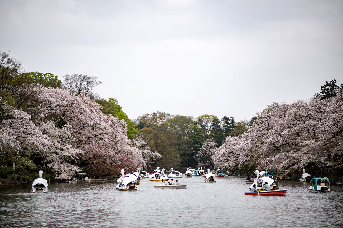 Hoa anh đào Nhật nở rộ bất thường: Vẻ đẹp tiềm ẩn hiểm họa - Ảnh 1.