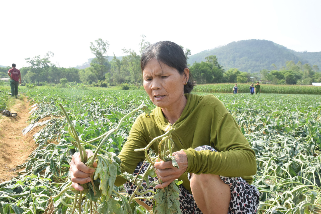 Gần 3 sào dưa hấu chuẩn bị thu hoạch bị cắt, nhổ gốc trong đêm - Ảnh 4.