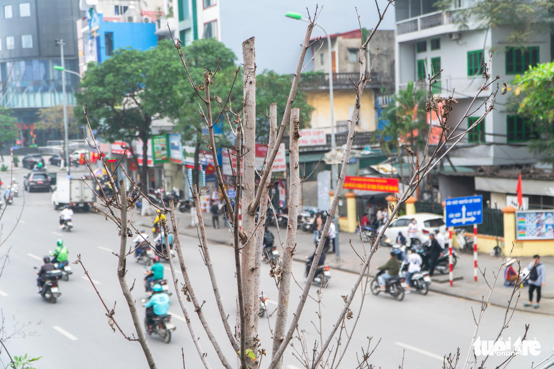 Cây phong lá đỏ ở Hà Nội không phù hợp nên chết khô là tất yếu - Ảnh 2.