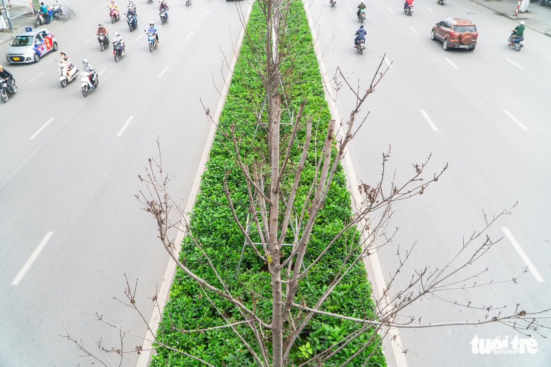 Cây phong lá đỏ ở Hà Nội không phù hợp nên chết khô là tất yếu - Ảnh 4.