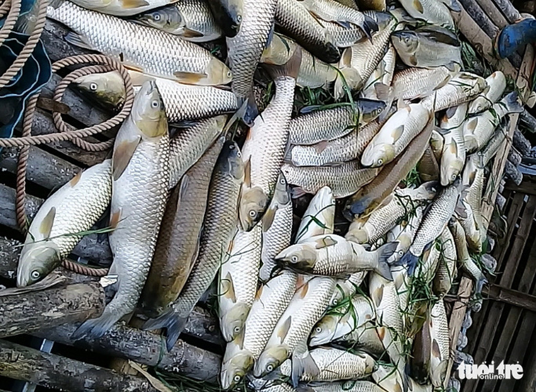 Truy tìm nguyên nhân cá sông và biển chết hàng loạt ở Thanh Hóa và Nghệ An - Ảnh 2.
