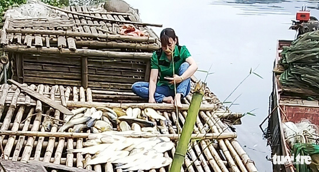 Truy tìm nguyên nhân cá sông và biển chết hàng loạt ở Thanh Hóa và Nghệ An - Ảnh 1.