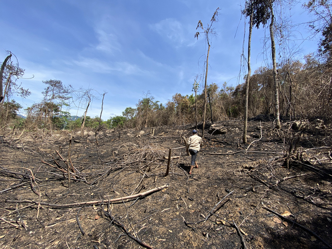 Chủ tịch Quảng Nam yêu cầu làm rõ việc đốt thực bì gây cháy cây rừng - Ảnh 4.