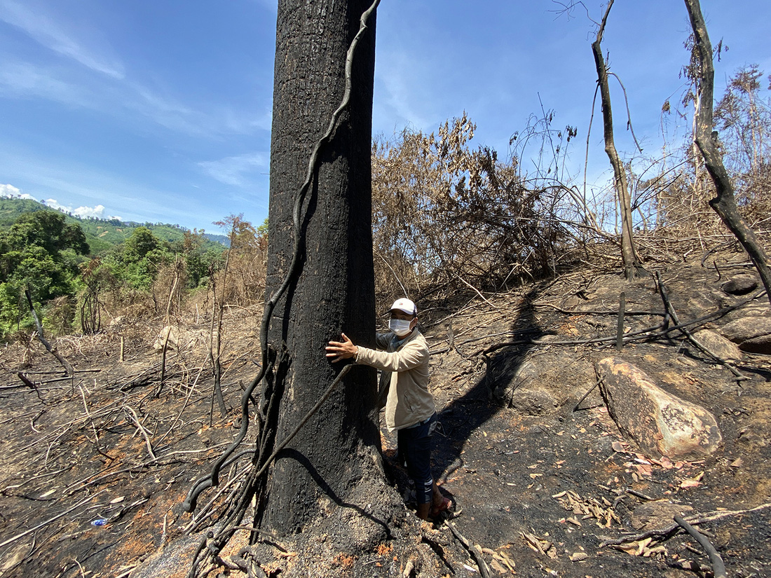 Chủ tịch Quảng Nam yêu cầu làm rõ việc đốt thực bì gây cháy cây rừng - Ảnh 5.