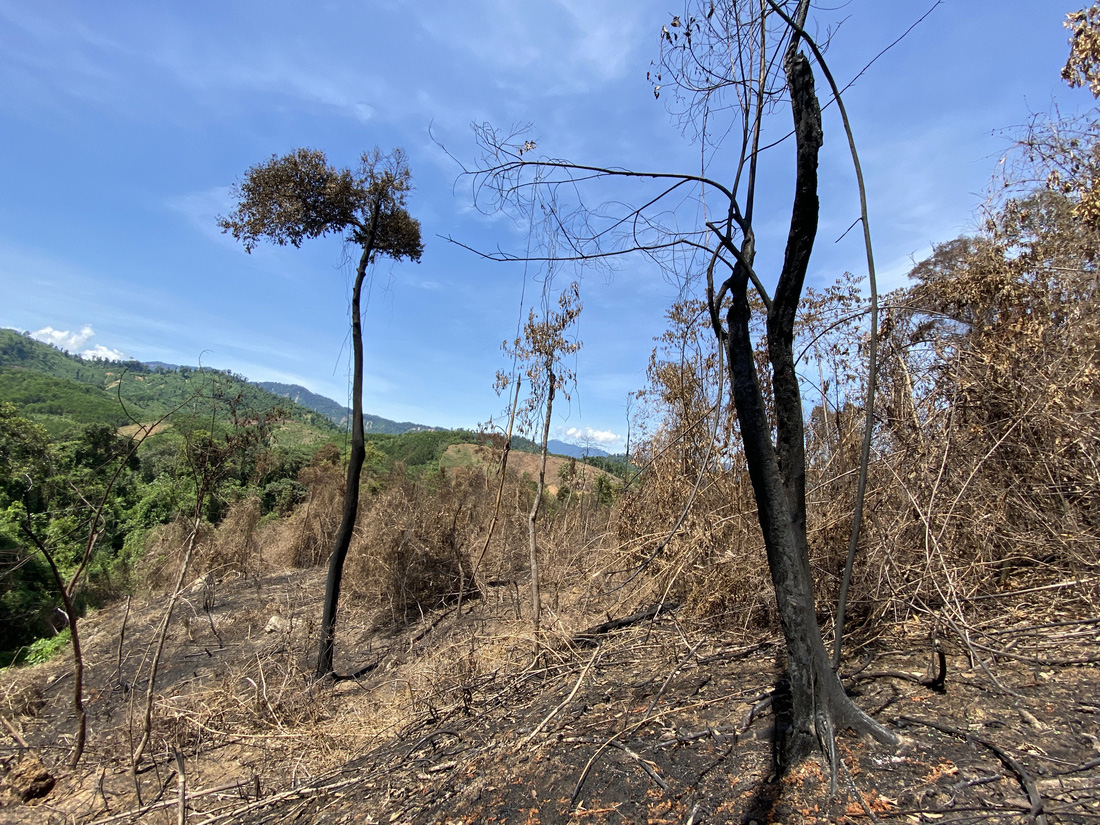 Chủ tịch Quảng Nam yêu cầu làm rõ việc đốt thực bì gây cháy cây rừng - Ảnh 7.