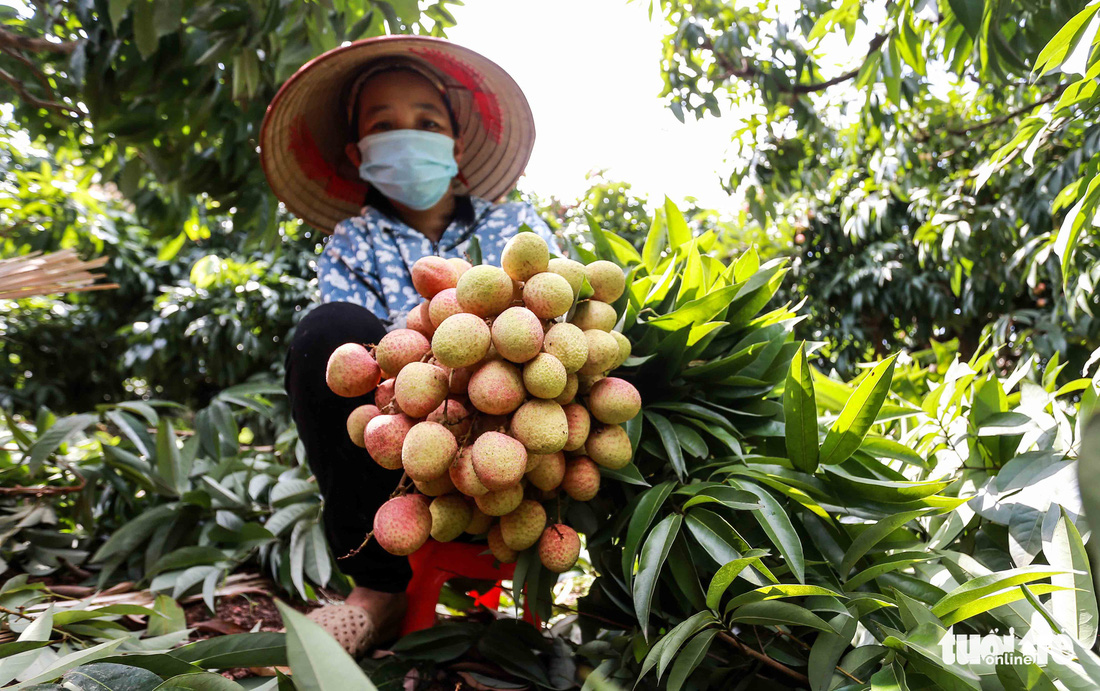 20 tấn vải thiều Bắc Giang lên đường sang Nhật - Ảnh 4.