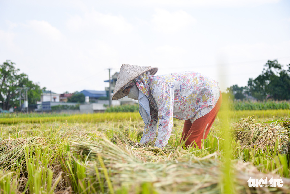 Tháng năm mùa gặt về, nông dân ‘đội nắng’ ra đồng thu hoạch lúa - Ảnh 1.