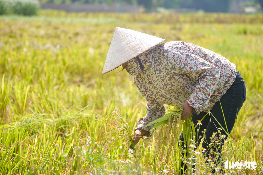 Tháng năm mùa gặt về, nông dân ‘đội nắng’ ra đồng thu hoạch lúa - Ảnh 3.