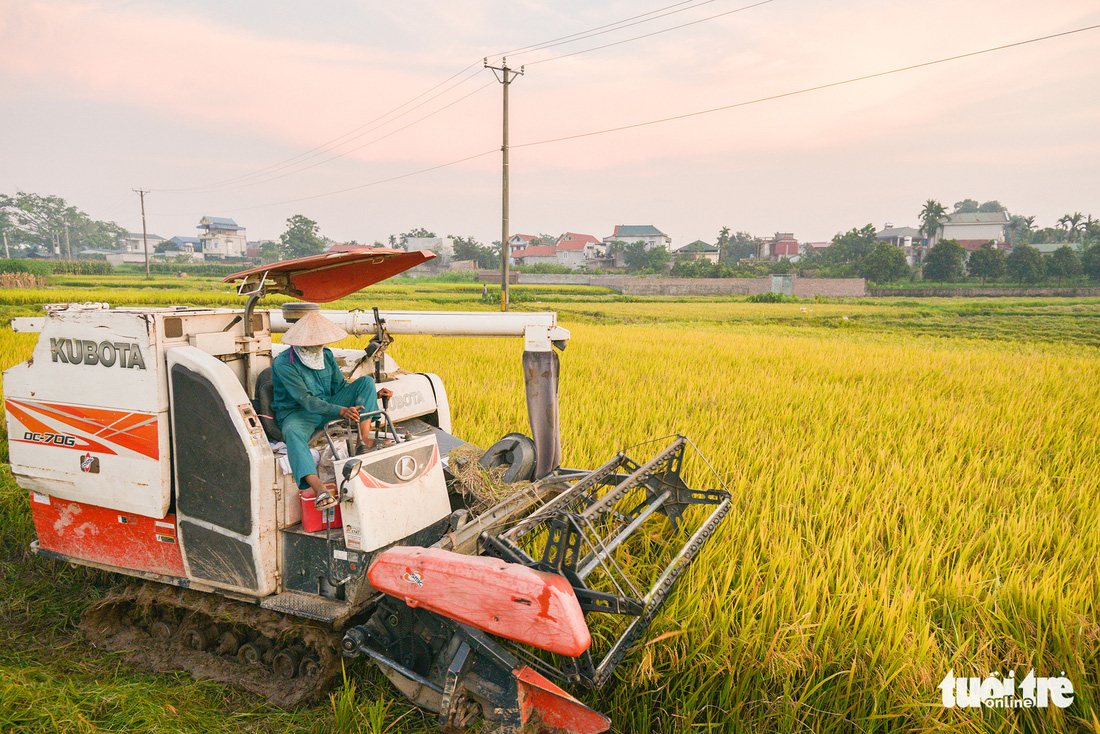 Tháng năm mùa gặt về, nông dân ‘đội nắng’ ra đồng thu hoạch lúa - Ảnh 4.