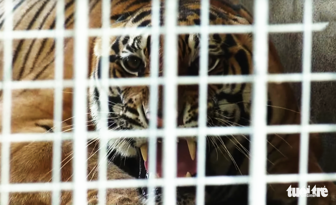 Cận cảnh 9 con hổ ở Nghệ An còn sống sau vụ ‘giải cứu’ - Ảnh 4.