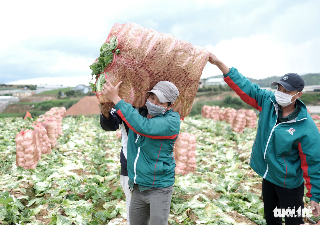 Ngày cắt rau gửi Đà Nẵng, đêm đi tiếp viện TP.HCM - Ảnh 3.