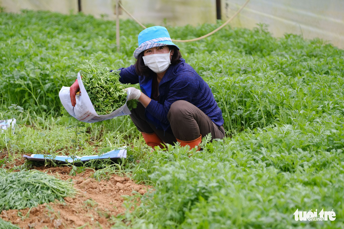 Lâm Đồng hào phóng, tặng rau nguyên vườn, chở rau bằng xe giường nằm máy lạnh đến TP.HCM - Ảnh 9.