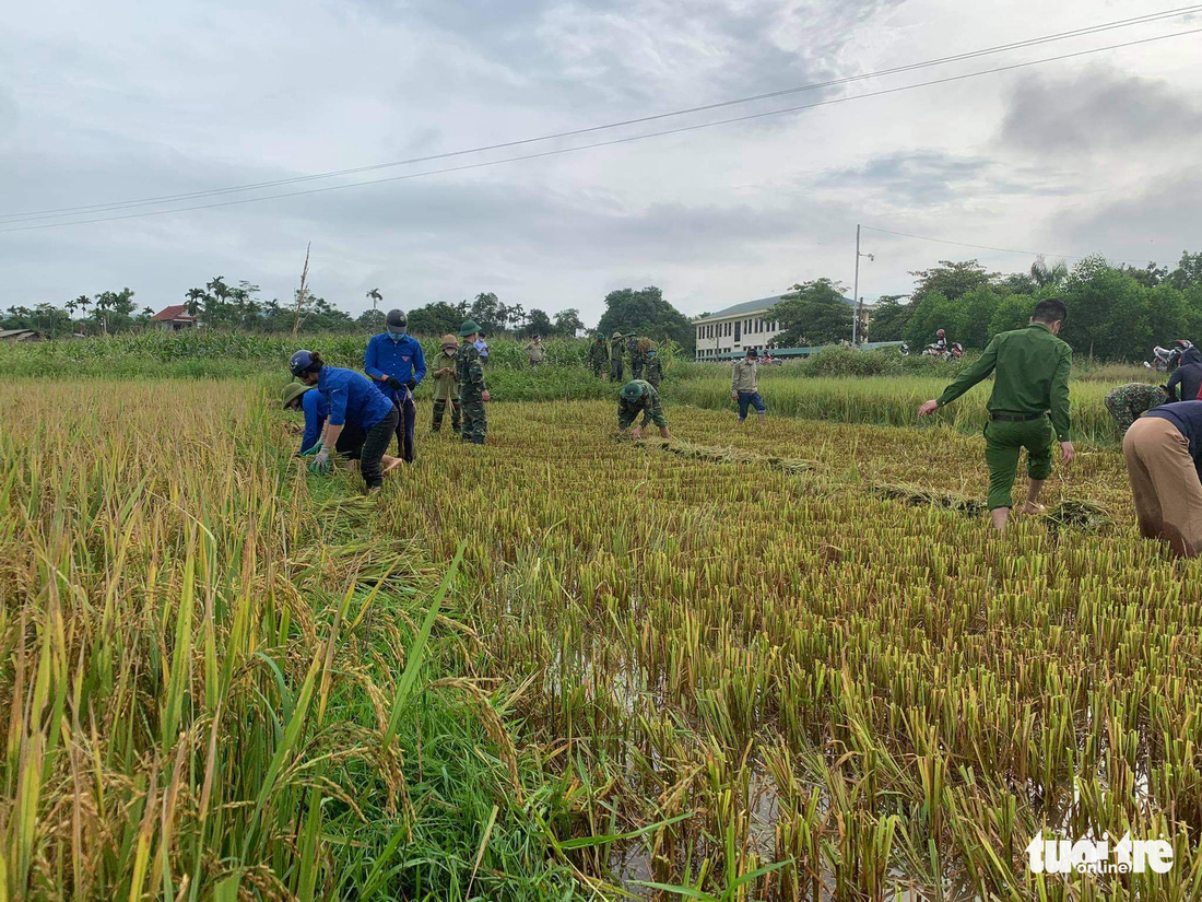 Bộ đội, công an cùng lội ruộng gặt lúa ‘chạy bão’ số 5 giúp dân - Ảnh 2.