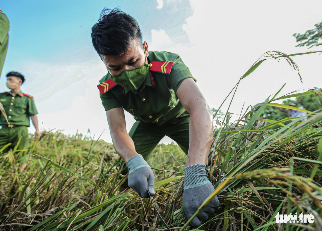 Những người lính trẻ đội nắng, vượt màn đêm gặt lúa cho bà con vùng cách ly y tế - Ảnh 1.