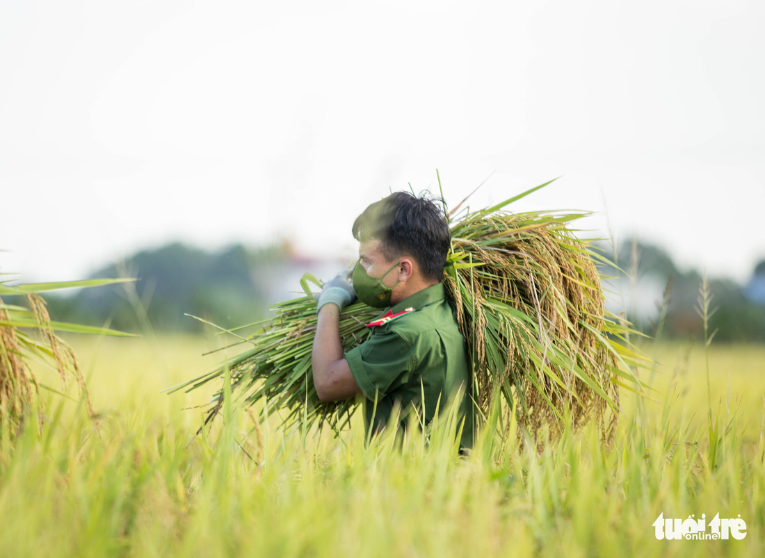 Những người lính trẻ đội nắng, vượt màn đêm gặt lúa cho bà con vùng cách ly y tế - Ảnh 3.