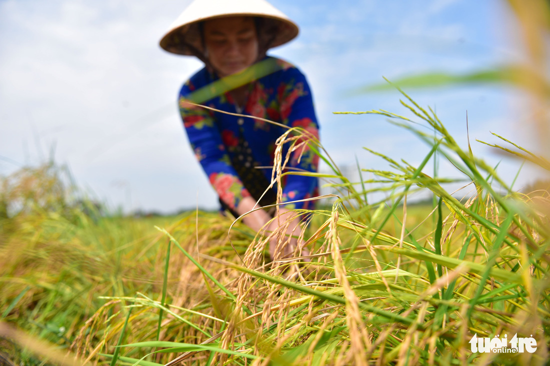 Gặt lúa, bắt cá mưu sinh giữa TP.HCM trong mùa dịch - Ảnh 3.