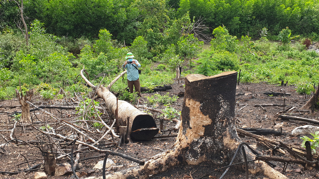 Rừng tự nhiên ở Phú Yên lại bị tàn phá: Lợi dụng dịch COVID-19 để phá rừng? - Ảnh 9.